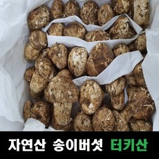 송이버섯