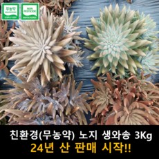 자연산와송