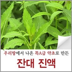 국산잔대