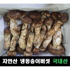 자연산와송