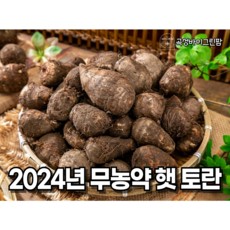 토란